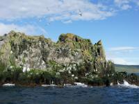 Vögel besiedeln die Klippen von Grimsey